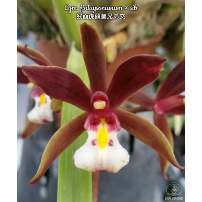 Cym. Finlaysonianum