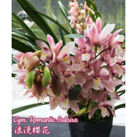 Cym. Romantic Sakura