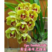 Cym. Sunshine Falls