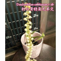 Dendrochilum Cobbianum