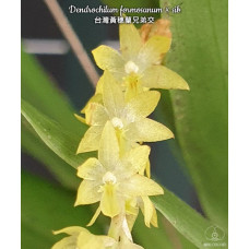 Dendrochilum Formosanum Dendrochilum Formosanum