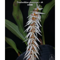 Dendrochilum Glumaceum Dendrochilum Glumaceum