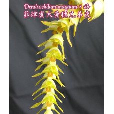 Dendrochilum Magnum Dendrochilum Magnum