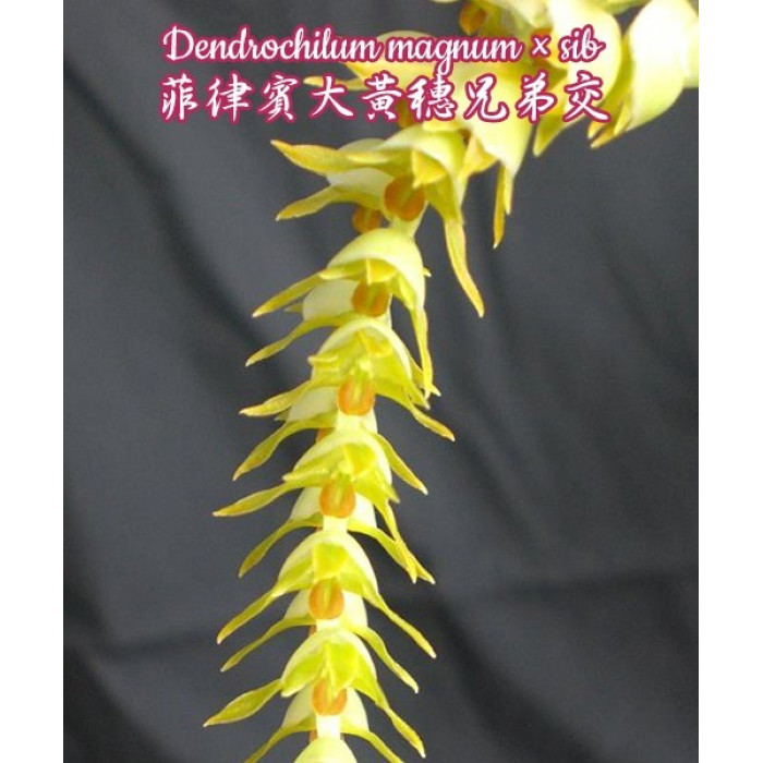 Dendrochilum Magnum