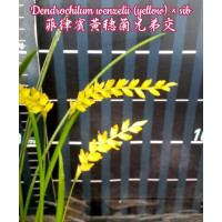 Dendrochilum Wenzelii Yellow