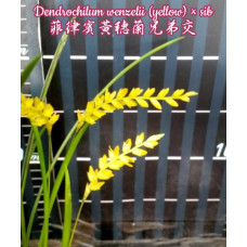 Dendrochilum Wenzelii Yellow Dendrochilum Wenzelii Yellow