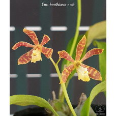 Enc. Boothiana