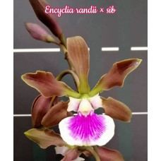 Enc. Randii