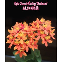 Epi. Comet Valley Salman