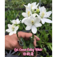 Epi. Comet Valley White
