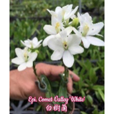 Epi. Comet Valley White