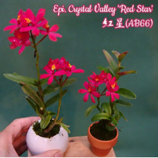 Epi. Crystal Valley Red Star