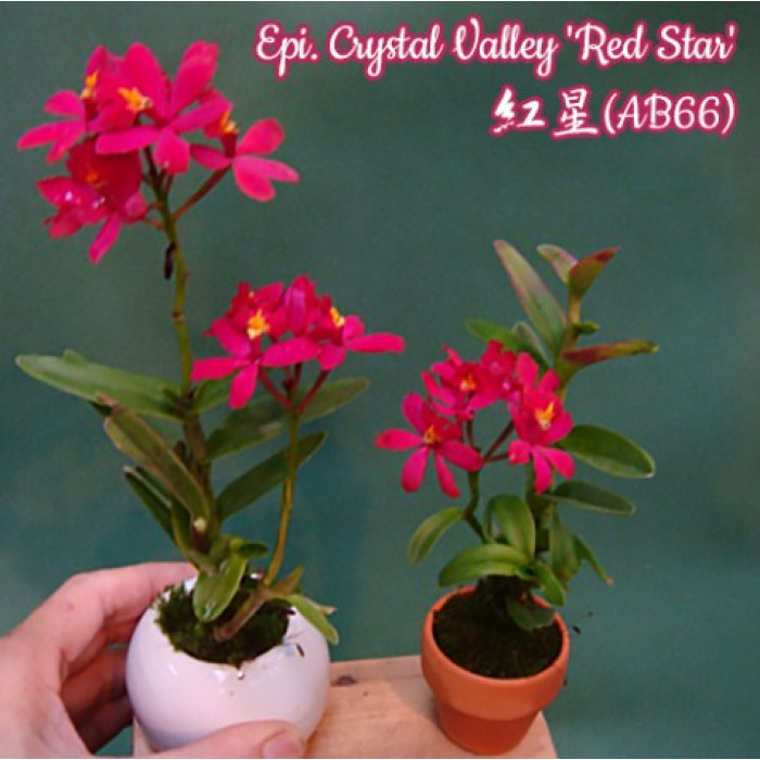 Epi. Crystal Valley Red Star