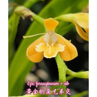 Epi. Ferrugineum