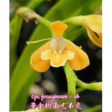 Epi. Ferrugineum
