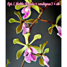 Epi. Moble Kanda × Cordigera