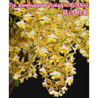 Epi. Stamfordianum Galaxy