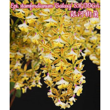 Epi. Stamfordianum Galaxy