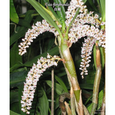 Eria Floribunda Eria Floribunda