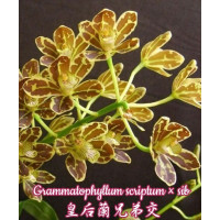 Gram. Scriptum