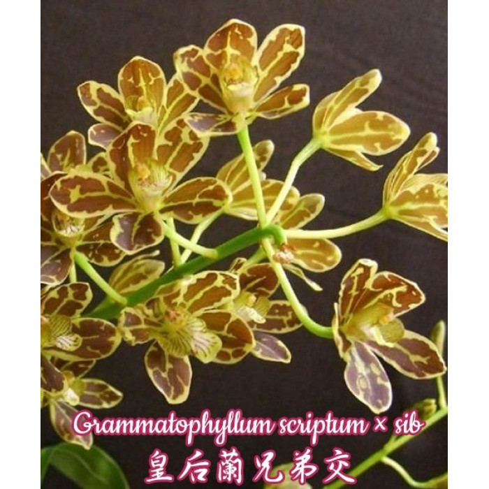 Gram. Scriptum
