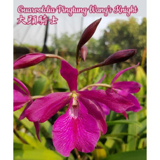Guarvolclia Pingtung Wangs Knight