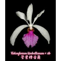 Holcoglossum Kimballianum