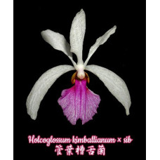 Holcoglossum Kimballianum