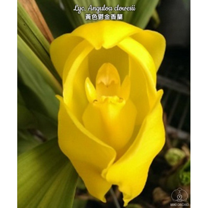 Lyc. Anguloa Clowesii