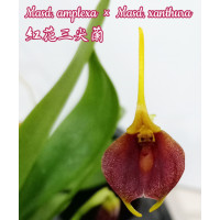 Masd. Amplexa × Xanthura