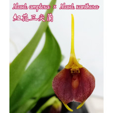 Masd. Amplexa × Xanthura