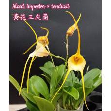 Masd. Impostor × Tonduzii