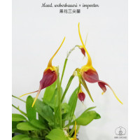 Masd. Weberbaueri × Impostor