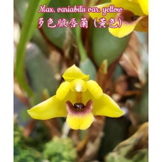 Max. Variabilis var. Yellow Max. Variabilis var. Yellow