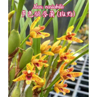 Max. Variabilis