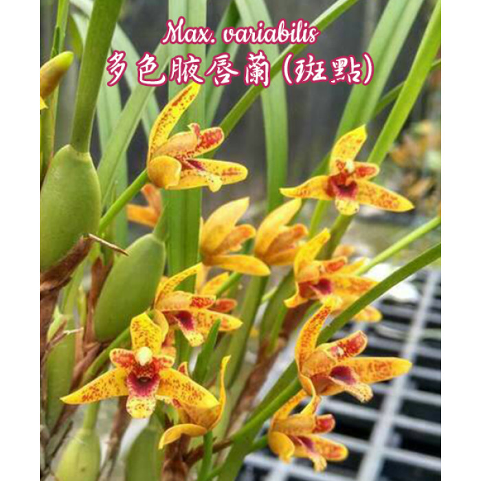 Max. Variabilis