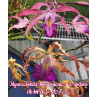 M. Thomsoniana × B. Nodosa