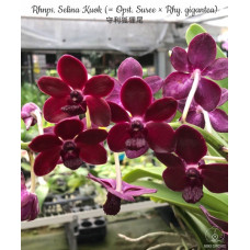 Rhnps. Selina Kuok Rhnps. Selina Kuok