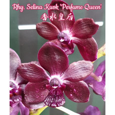 Rhy. Selina Kuok Perfume Queen Rhy. Selina Kuok Perfume Queen