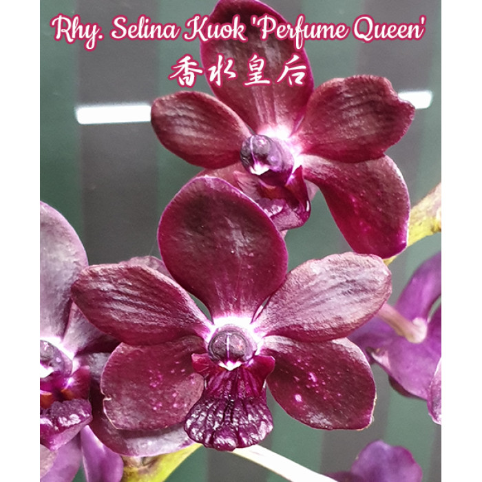 Ванда (Selina Kuok Perfume Queen)