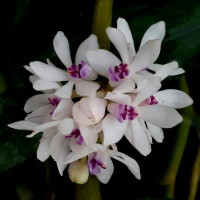 Trich. Rosea var. Breviracema
