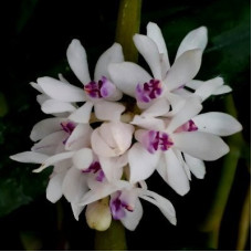 Trich. Rosea var. Breviracema Trich. Rosea var. Breviracema