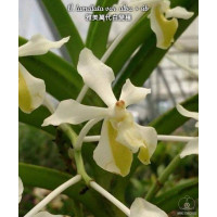 V. Lamellata var. Alba