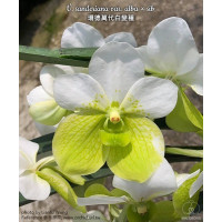 V. Sanderiana var. Alba