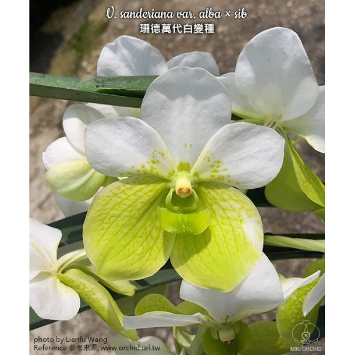 Ванда (Sanderiana var)