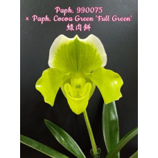 Paph. 990075 × Cocoa Green Full Green