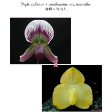 Paph. Callosum × Wenshanense var. Semi-Alba