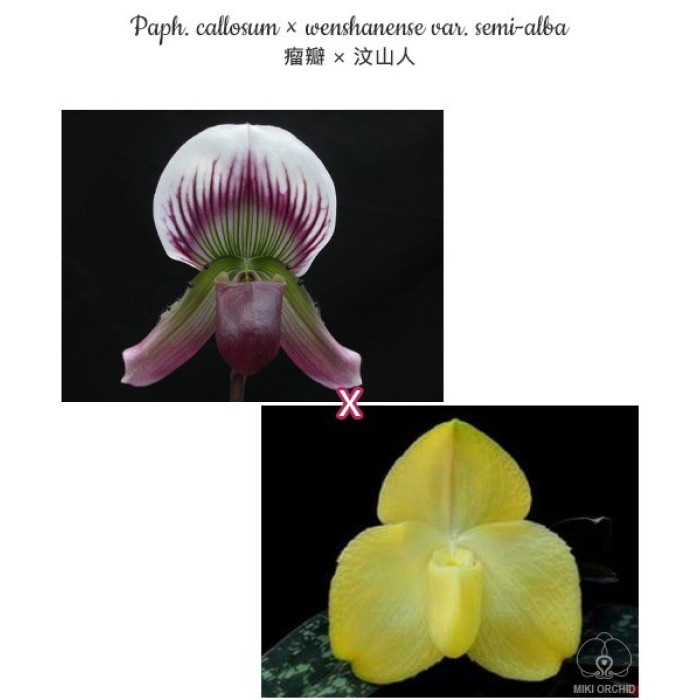 Пафiопедилум (Callosum × Wenshanense var)