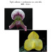 Пафiопедилум (Callosum × Wenshanense var)