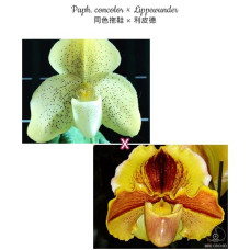 Paph. Concolor × Lippewunder
